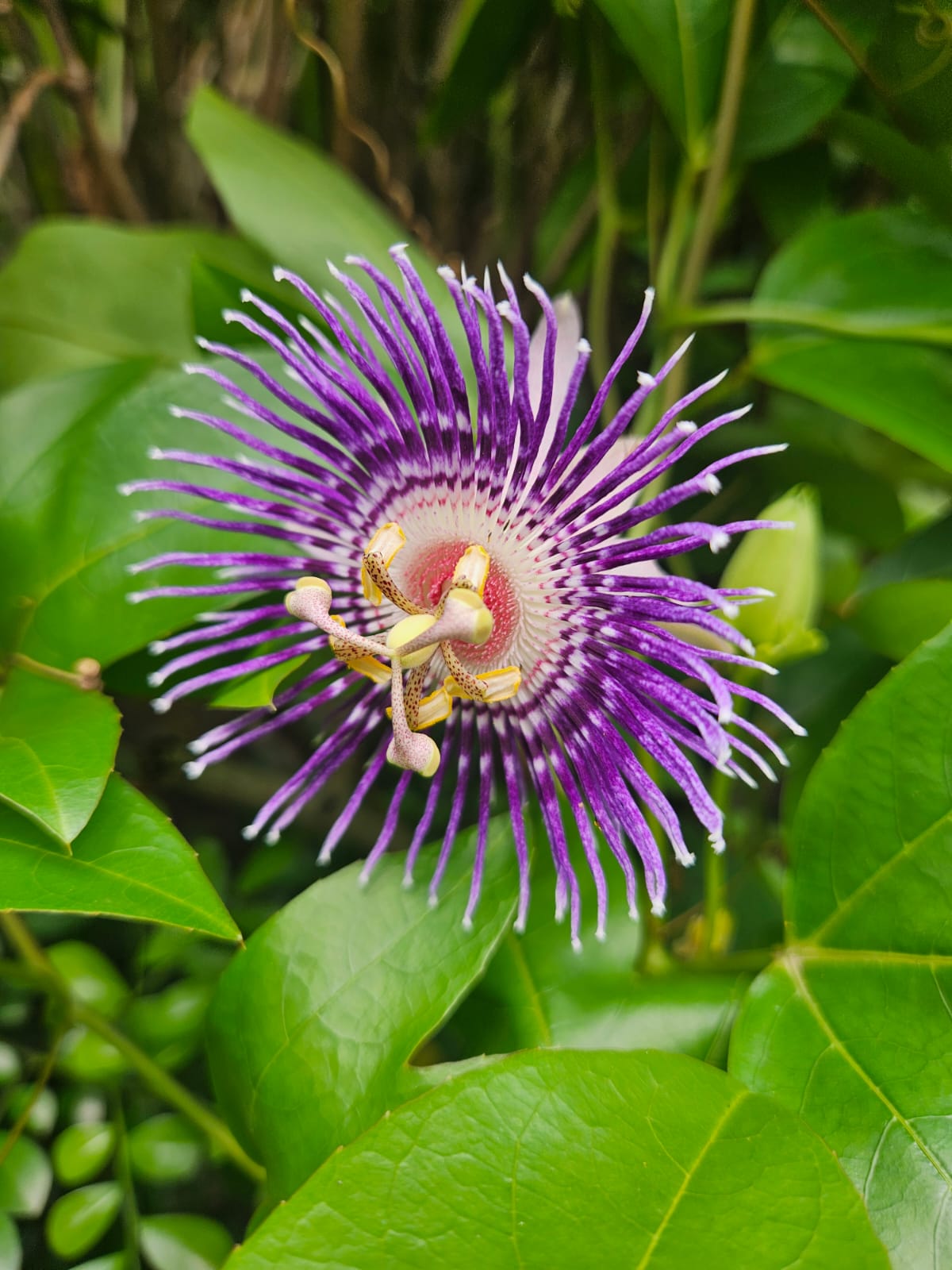 Purple passion flower